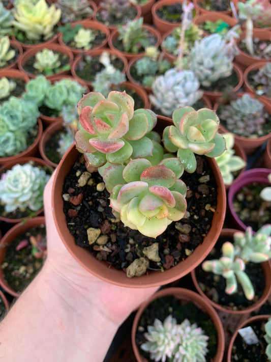 Echeveria „nicksana“ bunt koreanisch