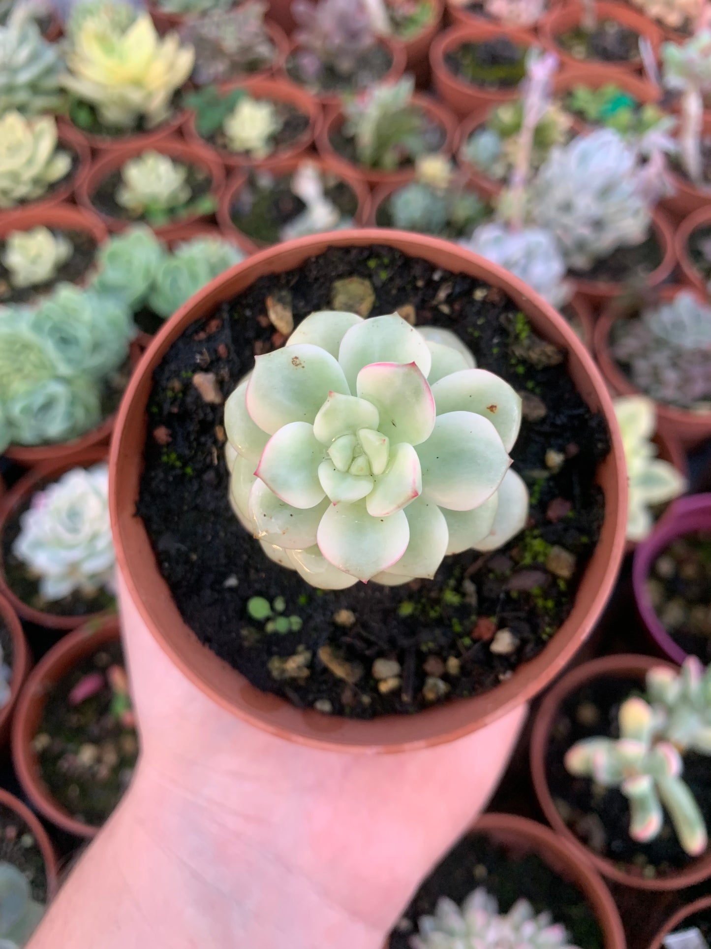 Echeveria "Tango" variegada Korean