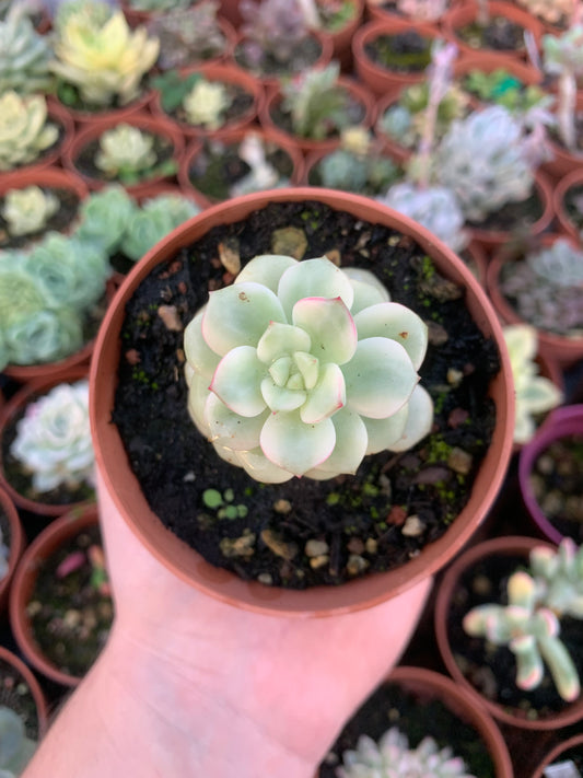 Echeveria "Tango" bunter Koreaner