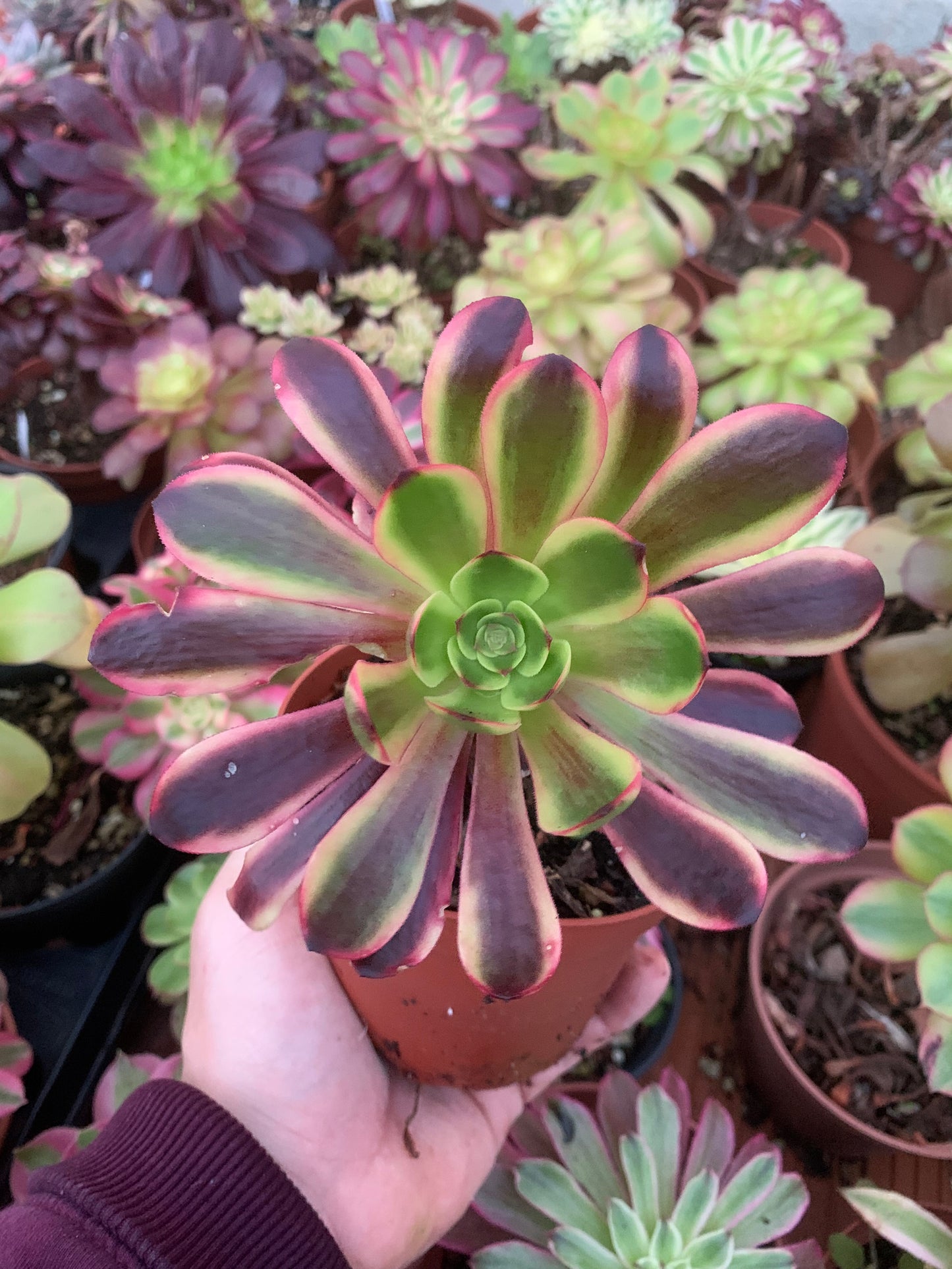 Aeonium „Super Bang“ bunt