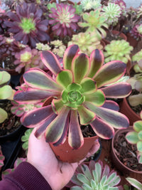 Aeonium „Super Bang“ bunt