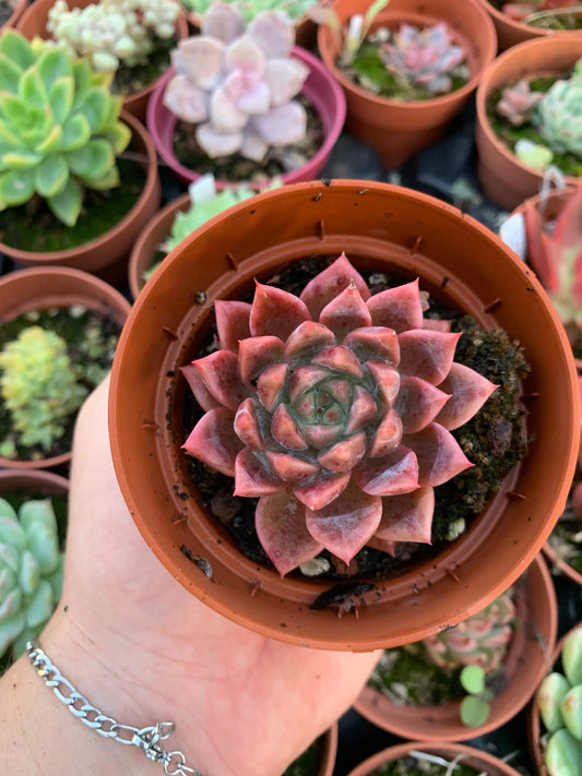 Echeveria "Pink Shop" coreano