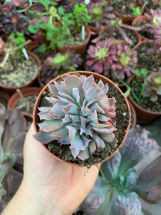 Echeveria "Pink Trumphet" Crestada