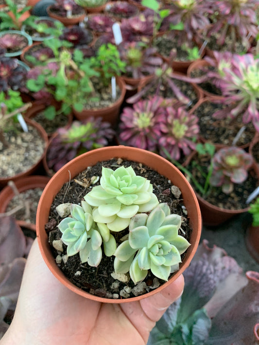Graptoveria "Tinkerbell" Variegada Korean by Chang Won farm