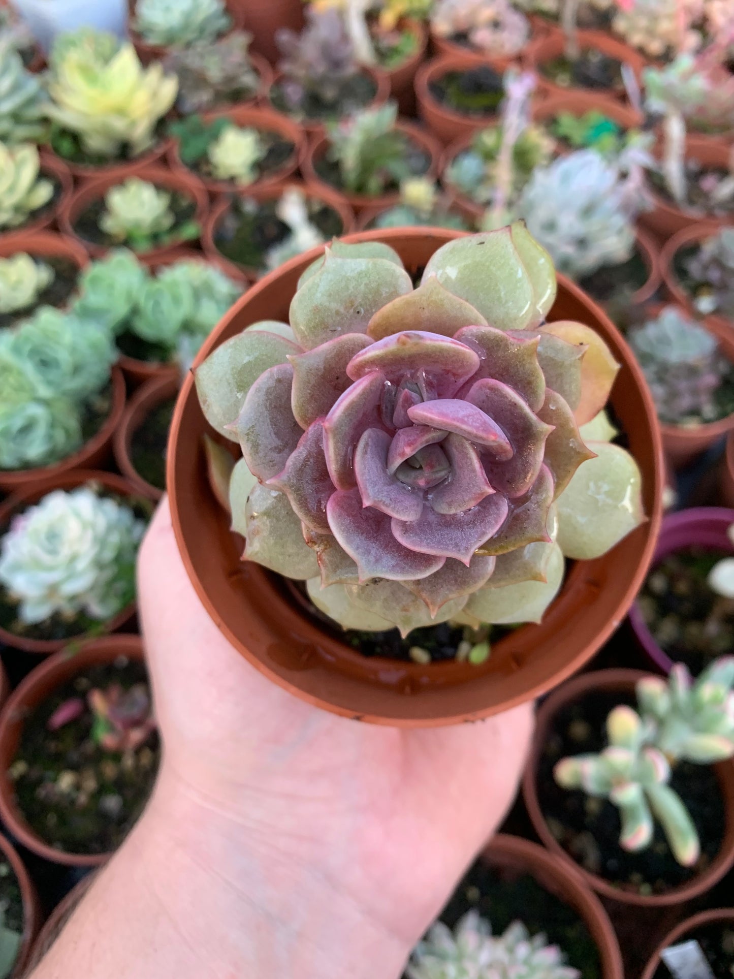 Echeveria "colias"