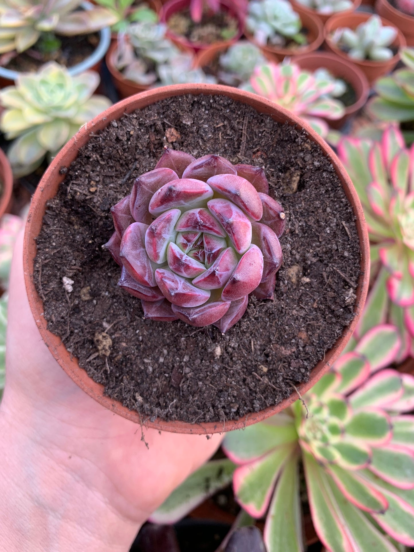 Echeveria „Ardor“ Koreanisch