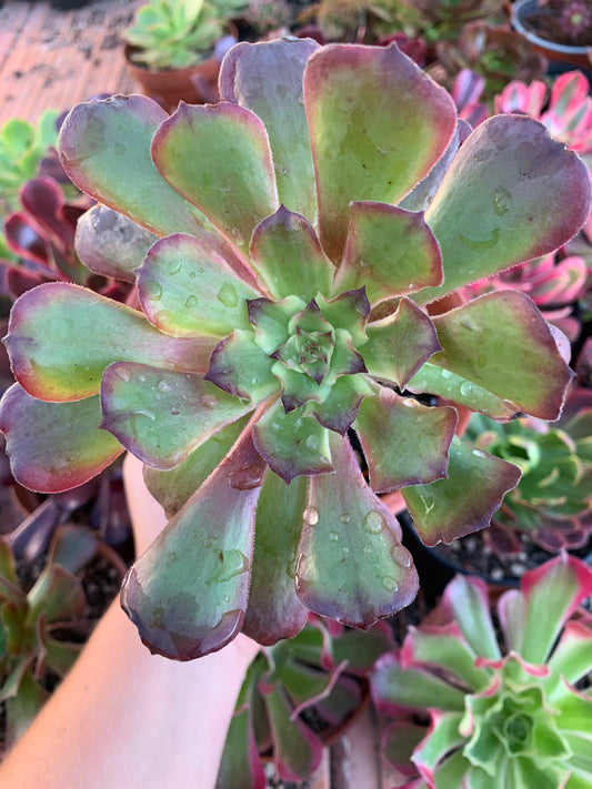 Aeonium "Black Peony" variegado