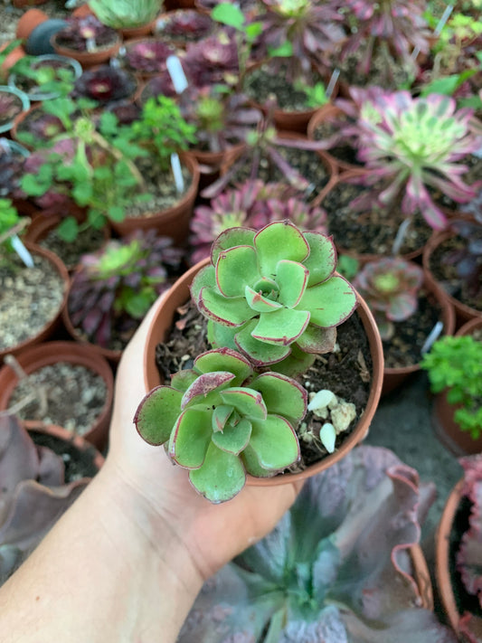 Echeveria "Joan Daniel" (E. setosa var. ciliata x E. nodulosa)