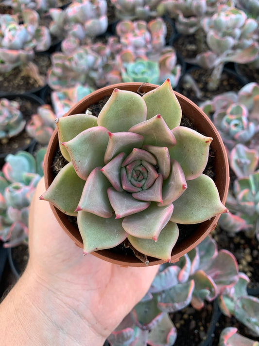 Echeveria "Latte Rose"