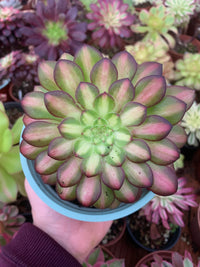 Aeonium "Zwartkin" bunt