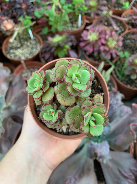 Echeveria "Joan Daniel" (E. setosa var. ciliata x E. nodulosa)