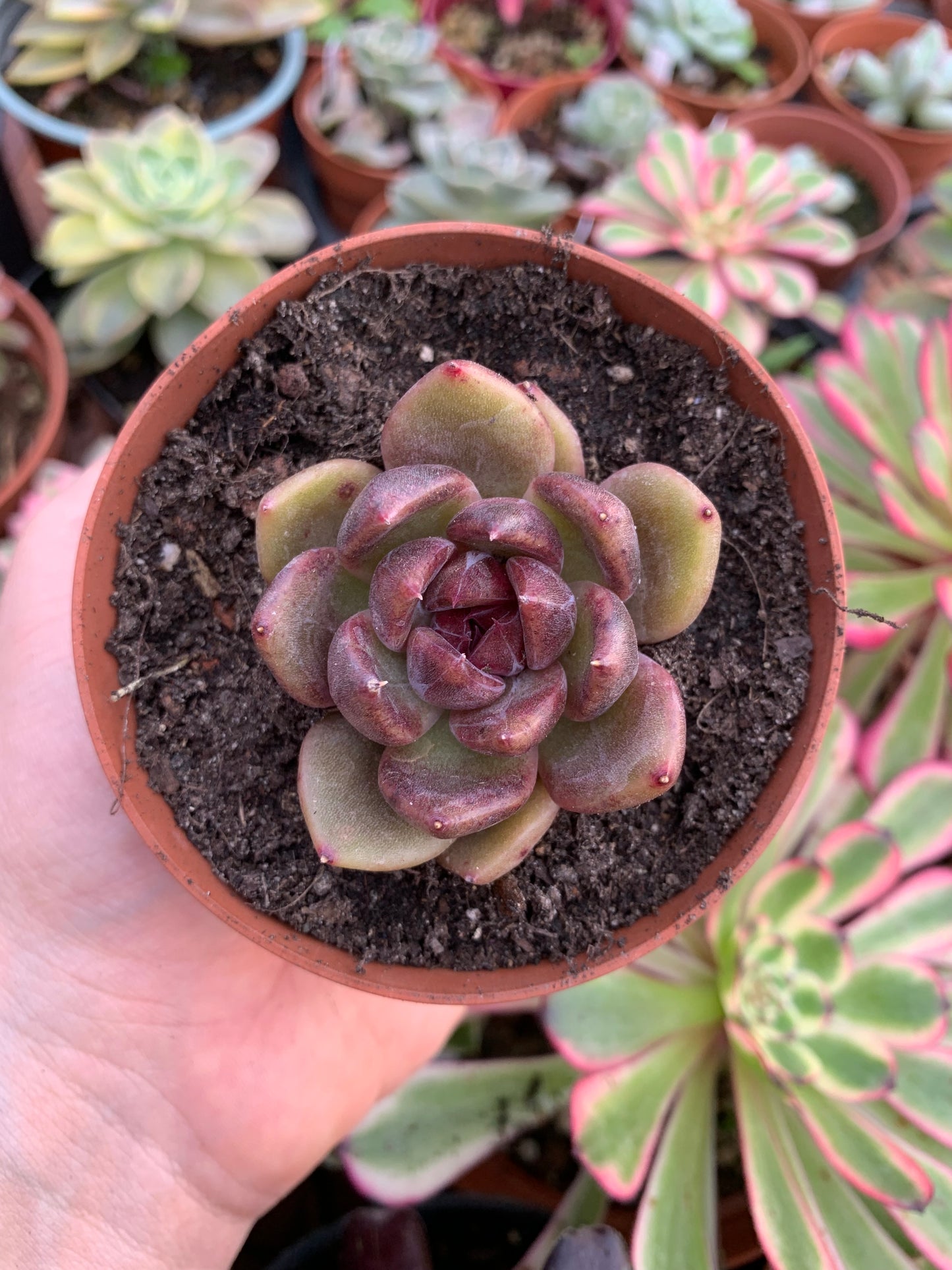 Echeveria "Black Bear" coreano