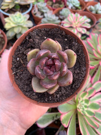 Echeveria "Black Bear" coreano