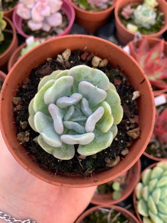 Echeveria "Heart angel" Korean