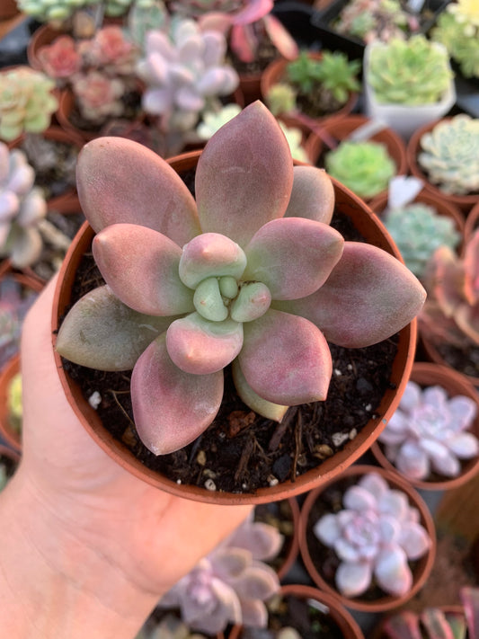 Graptoverie "Pink Donna"