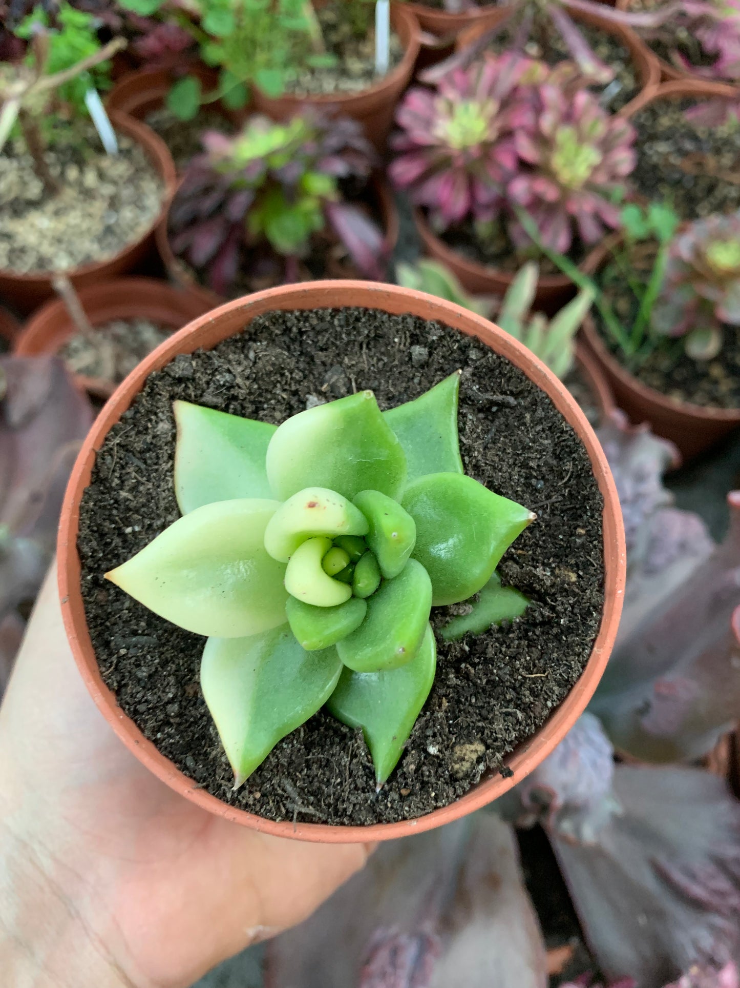 Echeveria Agavoides Variegada