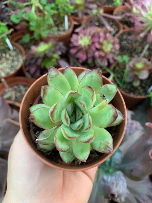 Echeveria "Pulidonis" carunculada Korean