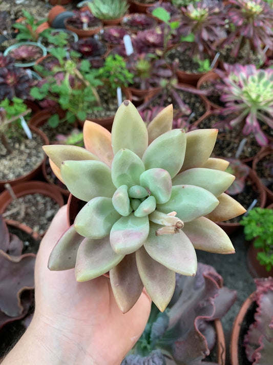 Graptoveria "Pink Donna"
