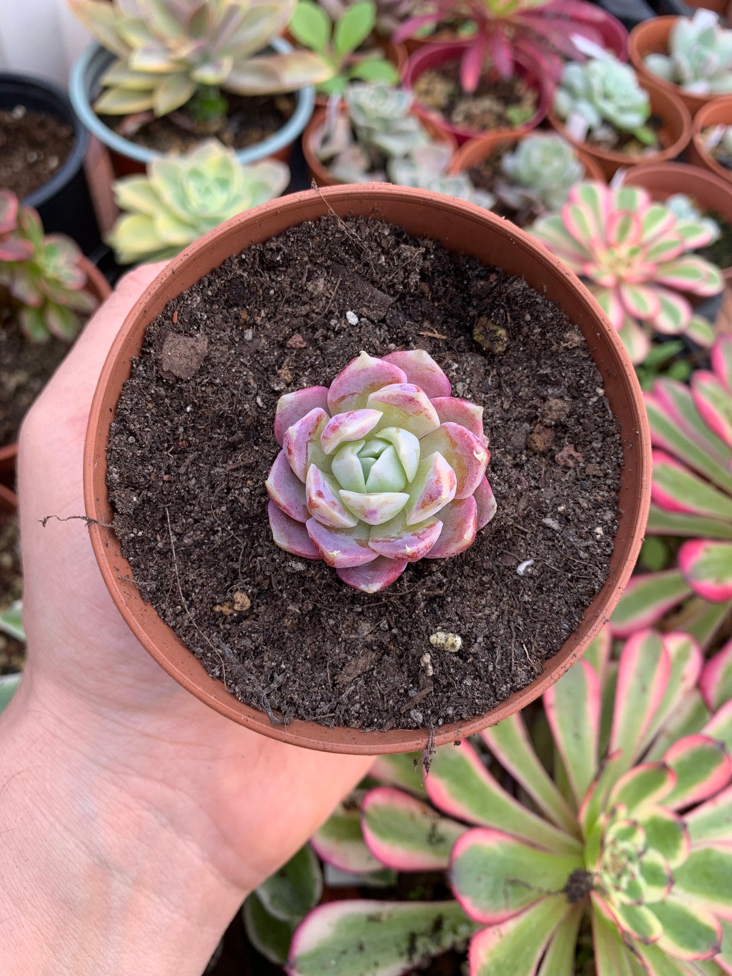 Echeveria "Zip Flat" coreano