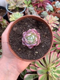 Echeveria "Zip Flat" coreano