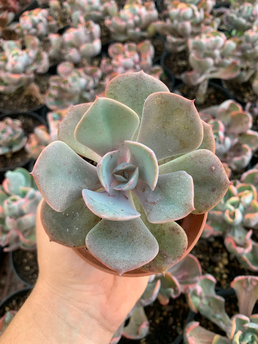 Echeveria "Dusty Rose" by Renee O'Connell