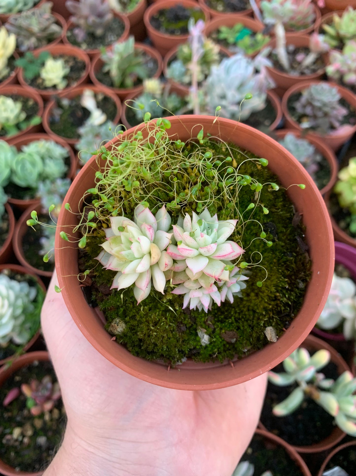 Echeveria "Mebina" variegada Korean