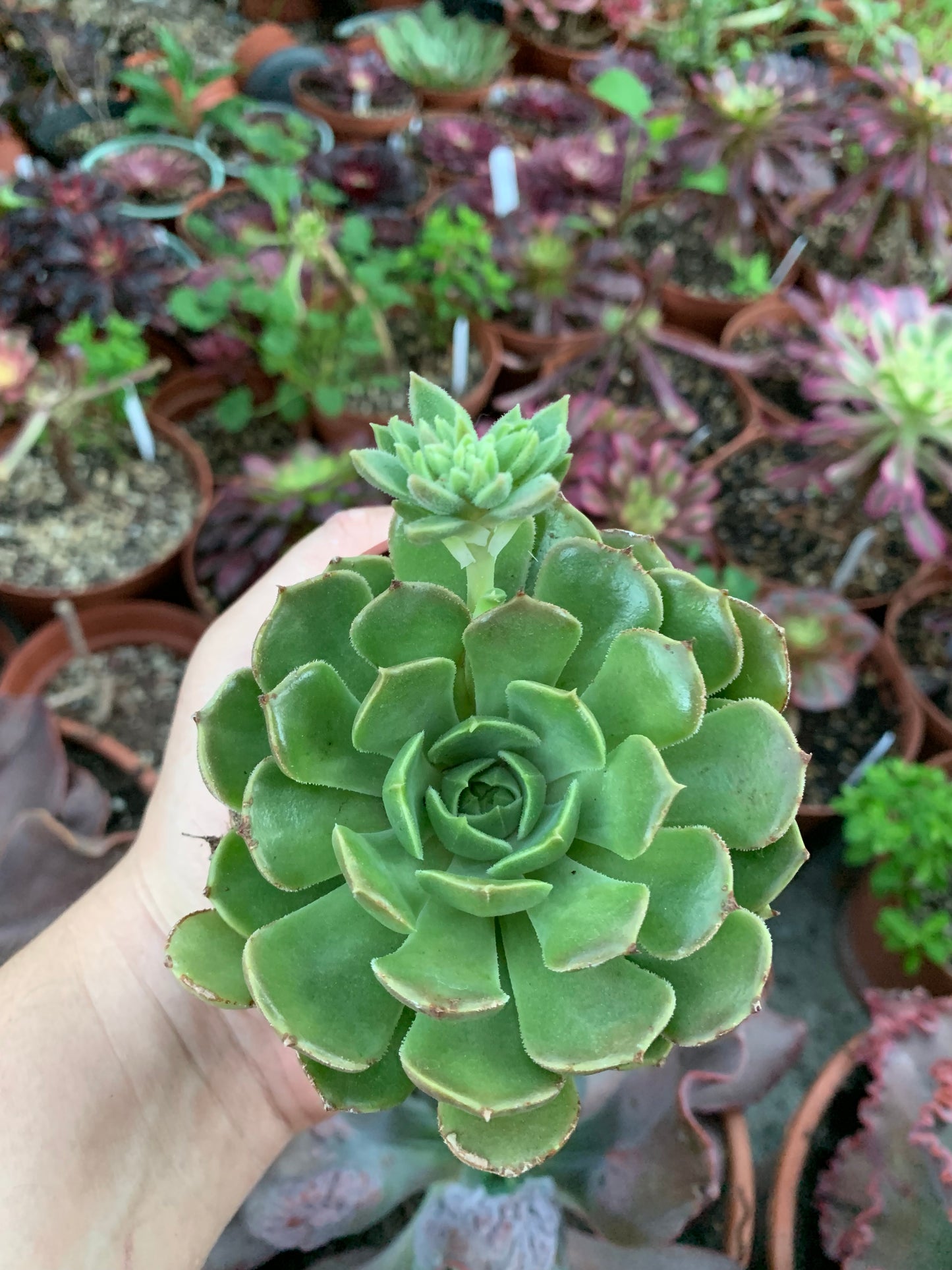 Echeveria "Braune Rose"