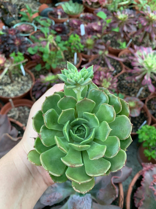 Echeveria "Brown Rose"