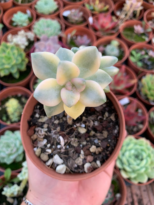 Graptosedum "Nuit Blanche" variegada Korean