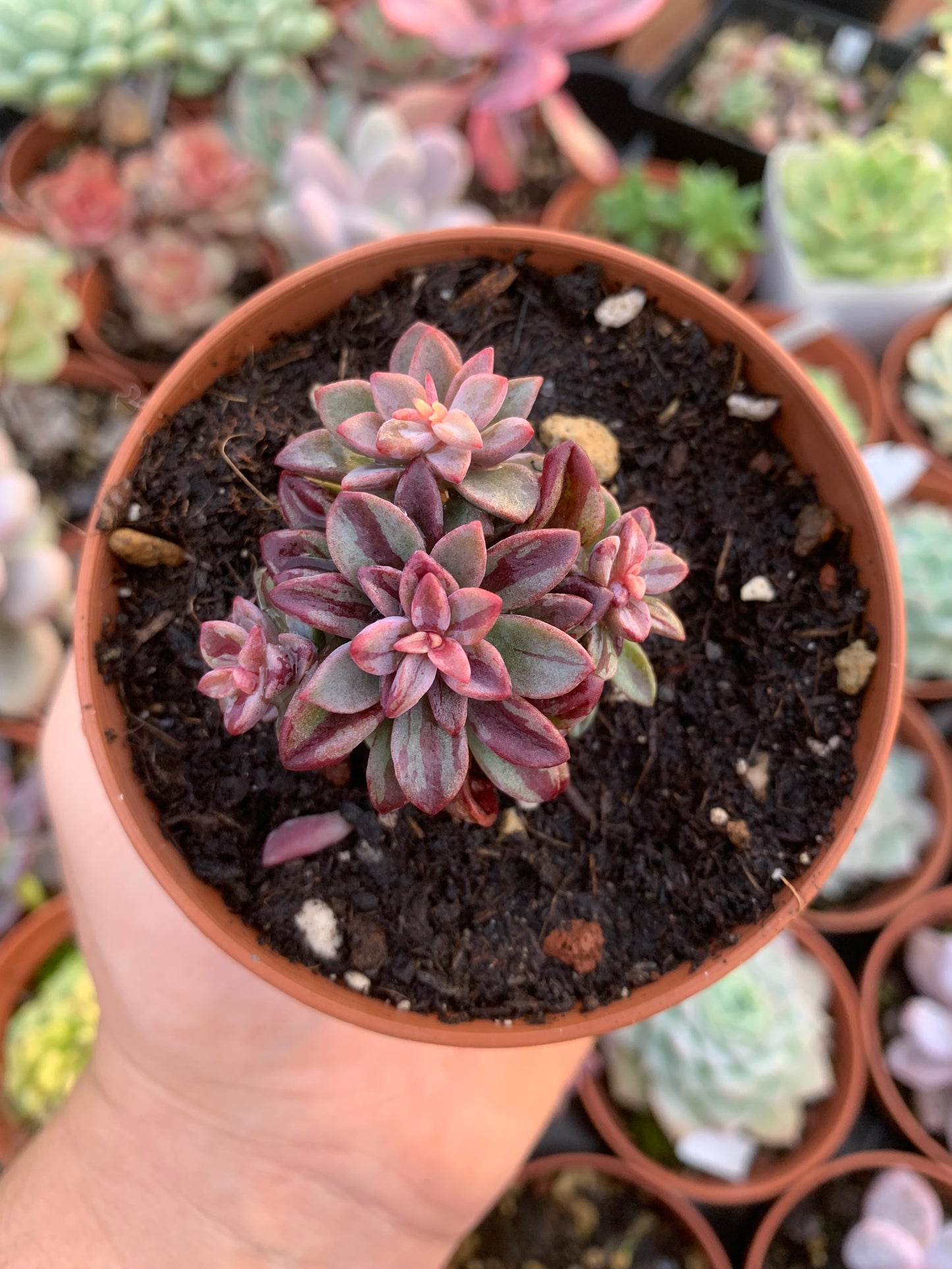 blue metal succulent Variegated Echeveria "Blue Metal" – Succulovers