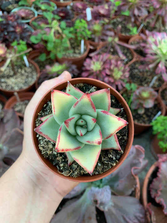 Echeveria Agavoides Ebony Variegada