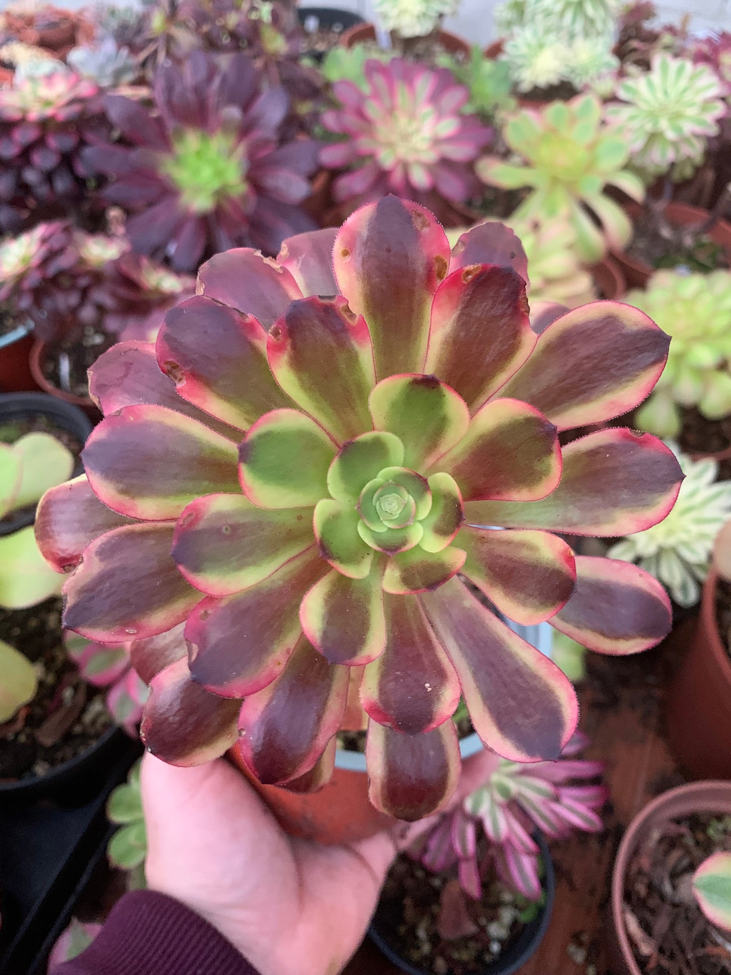 Aeonium „Super Bang“ bunt