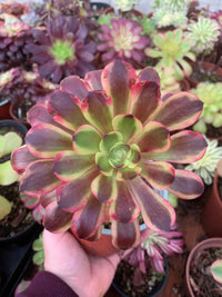 Aeonium „Super Bang“ bunt
