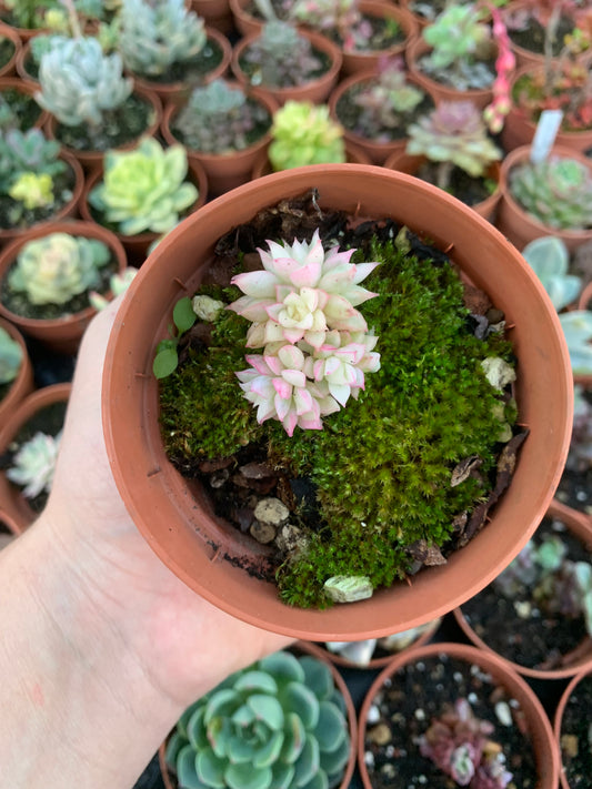 Echeveria "Mebina" buntes Koreanisch