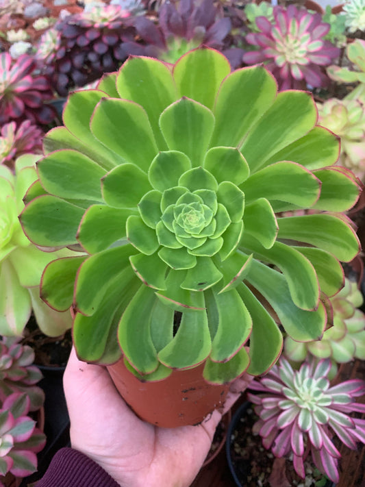 Aeonium "Fiesta" variegado