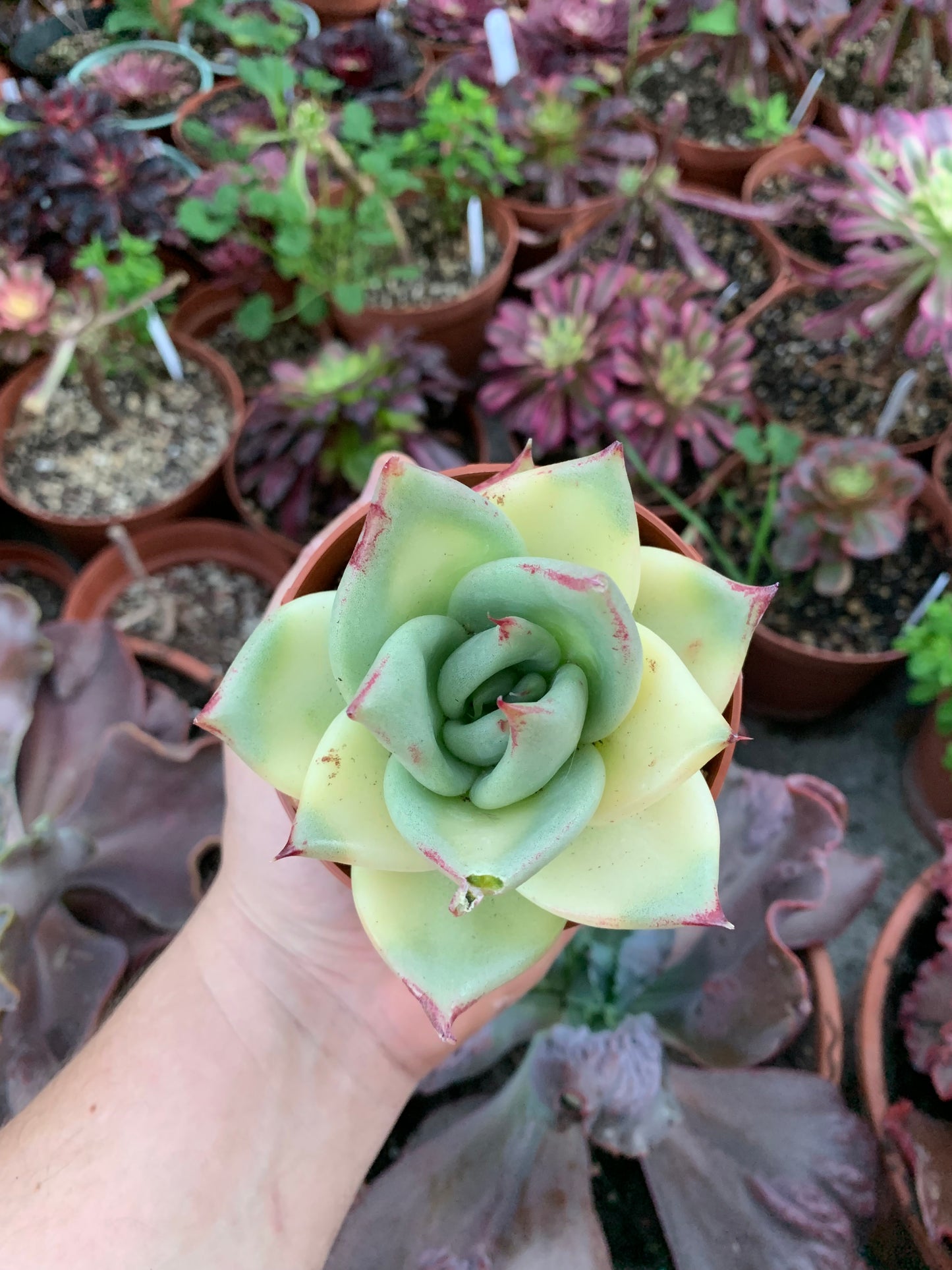 Echeveria Agavoides Variegada