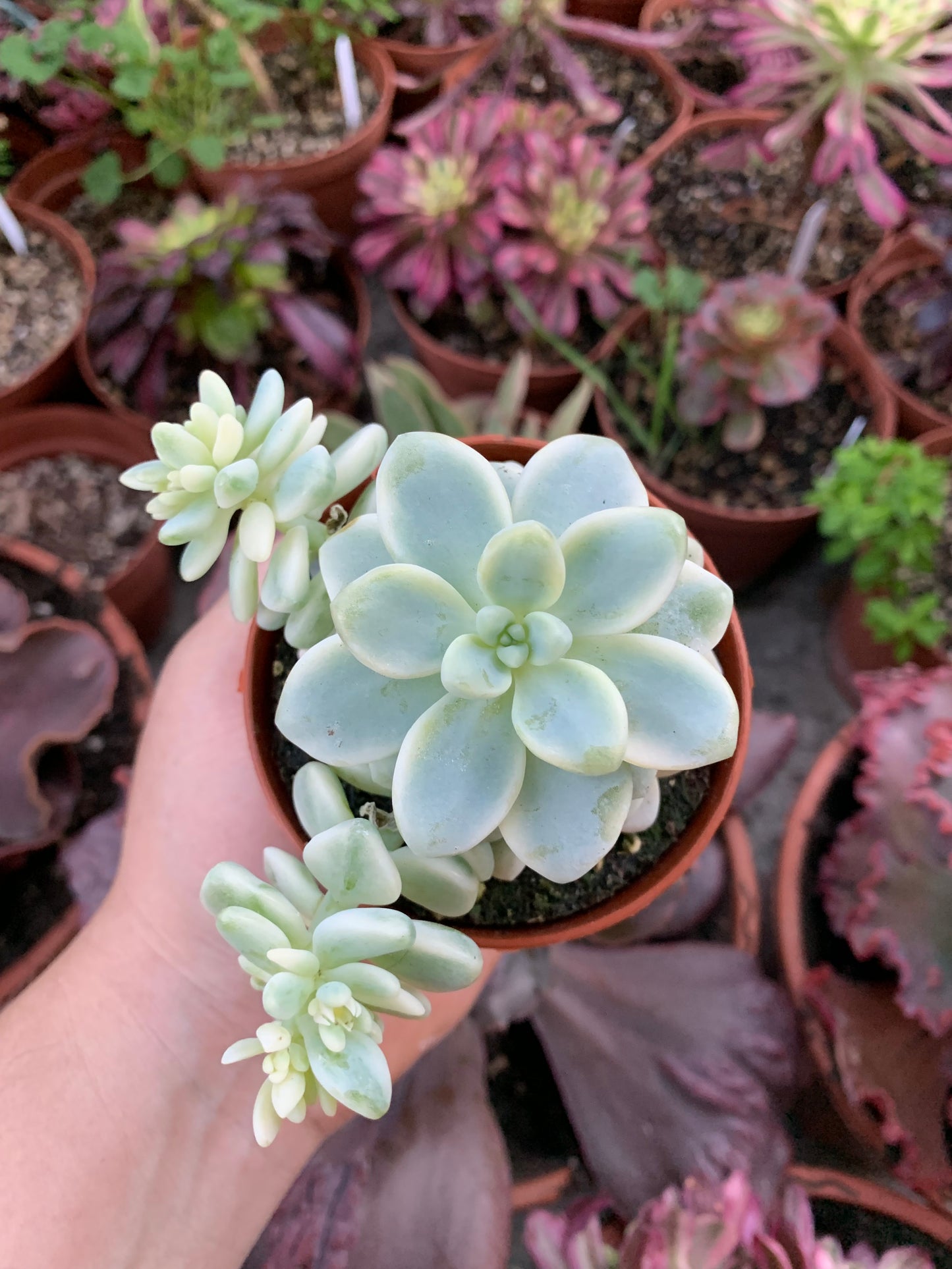Sedum '' Clavatum '' Variegado Korean