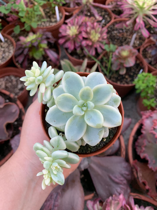 Sedum '' Clavatum '' Variegado Korean