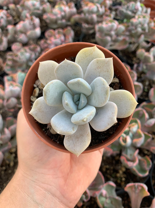 Echeveria "Tiramisu" Korean