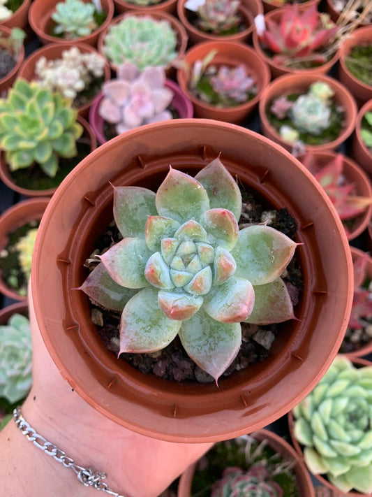 Echeveria "Rosa Nera"