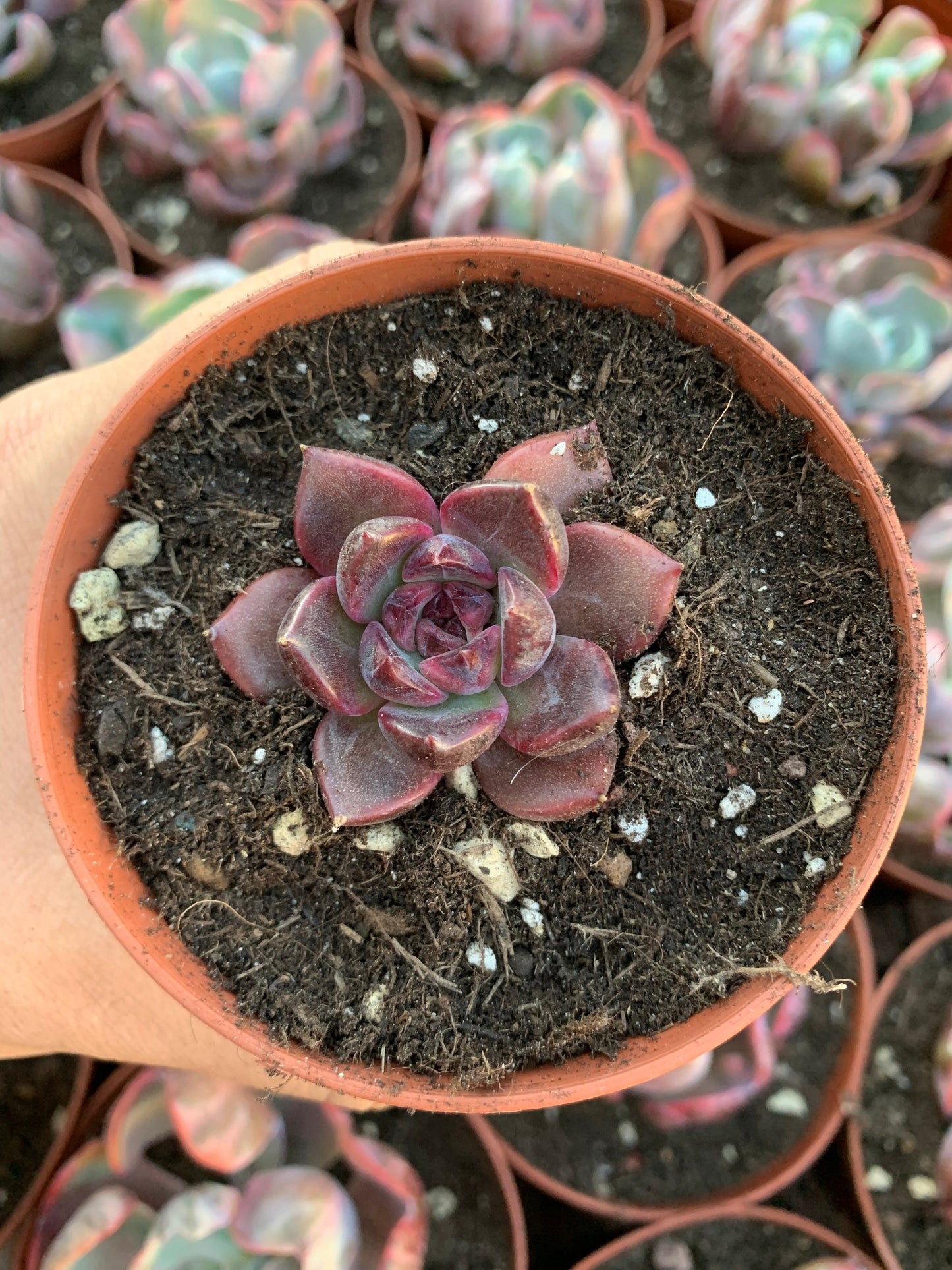 Echeveria  "Ziwei"