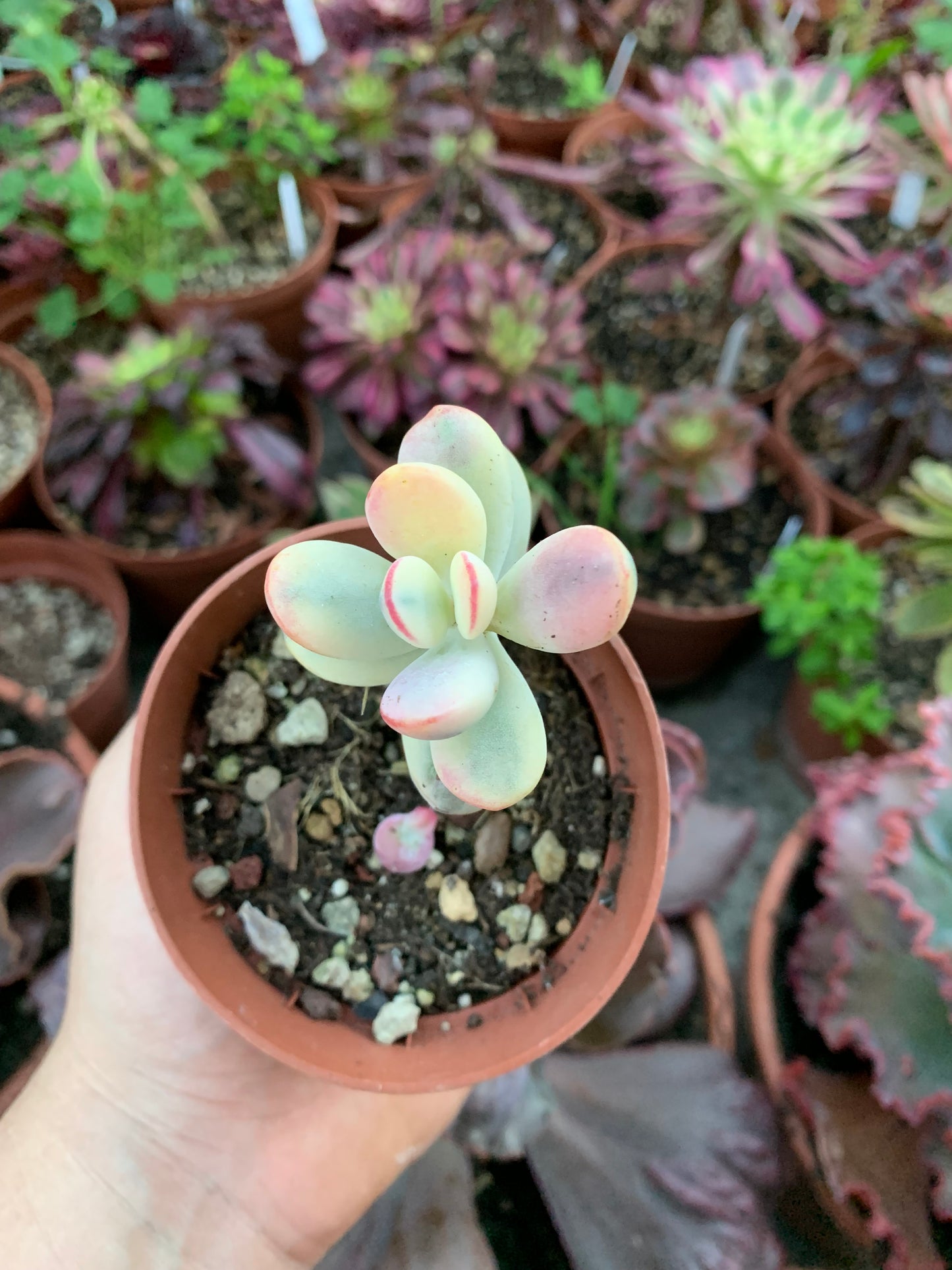Cotyledon orbiculata oophilla variegado Korean