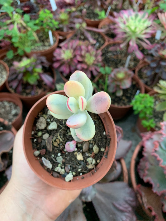 Cotyledon orbiculata oophilla variegado Korean