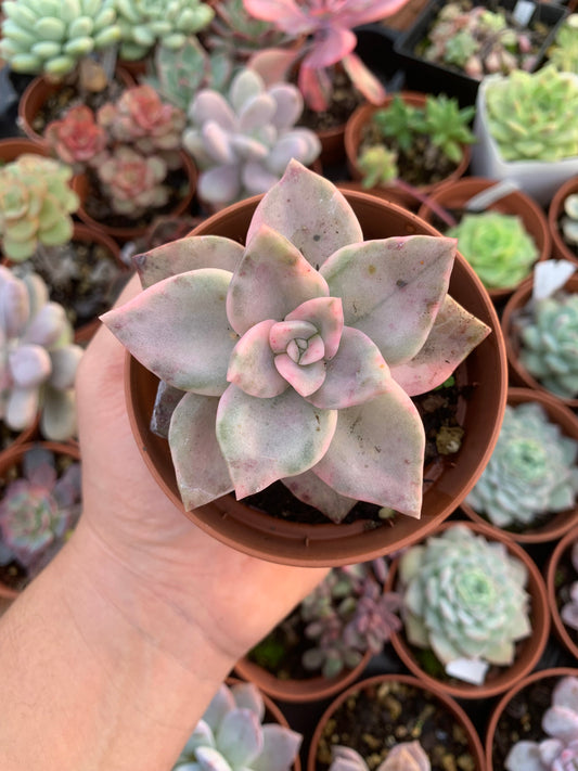 Graptoveria „Bainessi“ bunt koreanisch