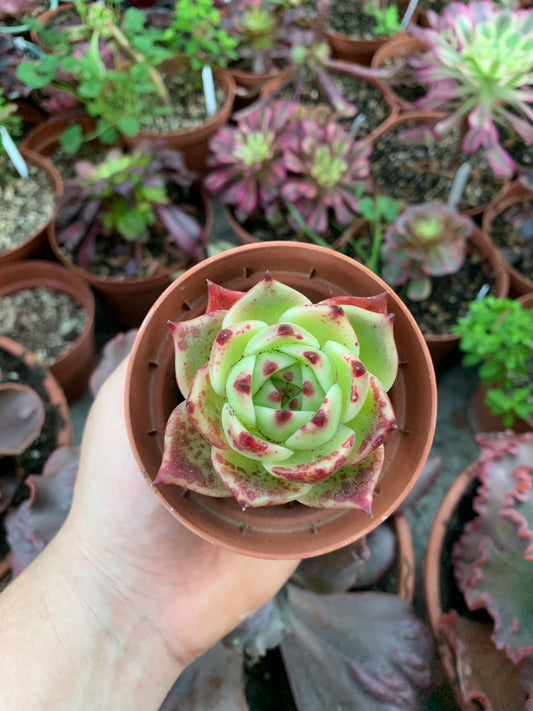 Echeveria "Caesar"