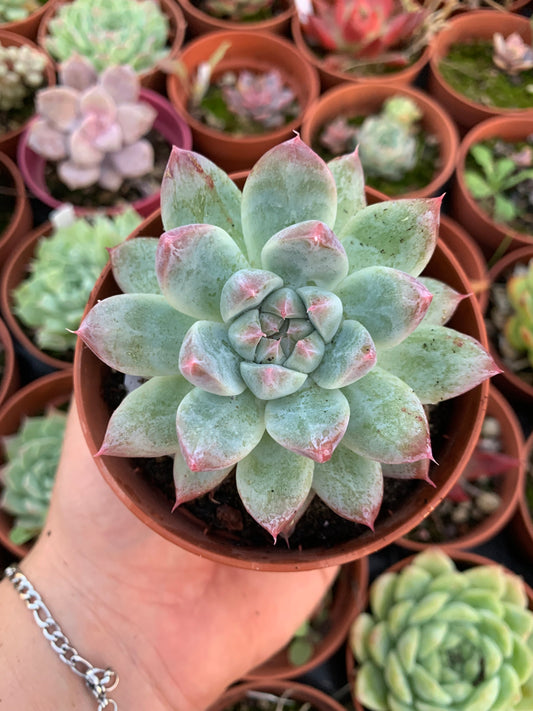 Echeveria "Alba Beauty" Korean