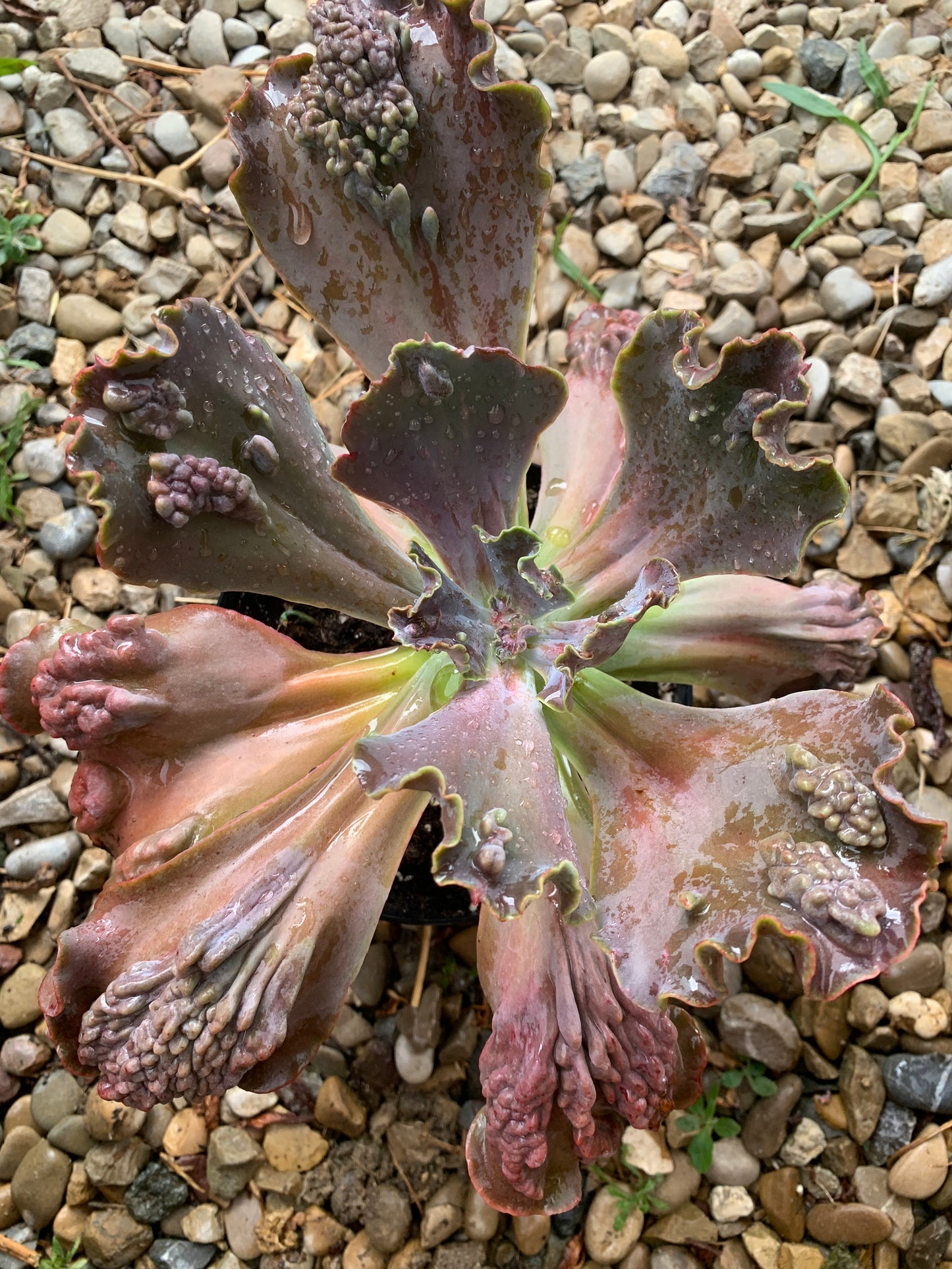 Echeveria "Regina Drago"