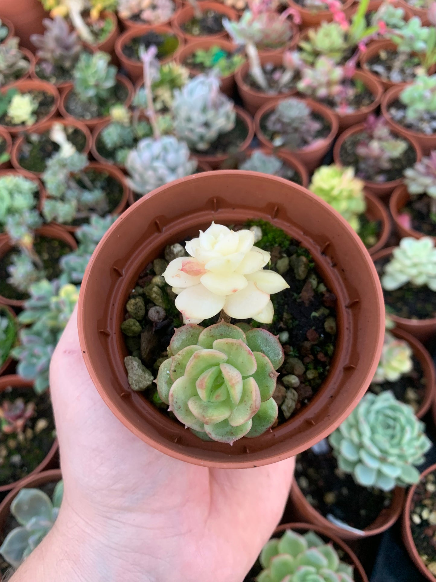 Echeveria "Nicksana" Variegada Korean