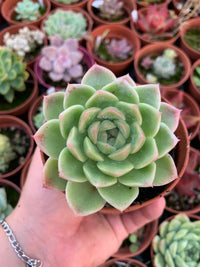 Echeveria "Barbie"