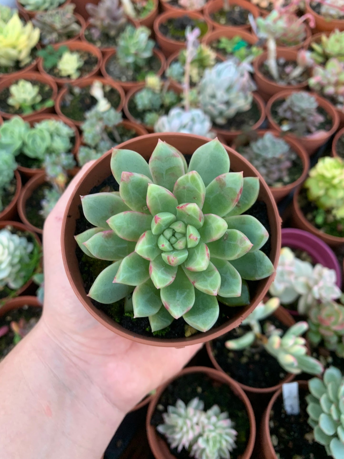 Echeveria "Echo"